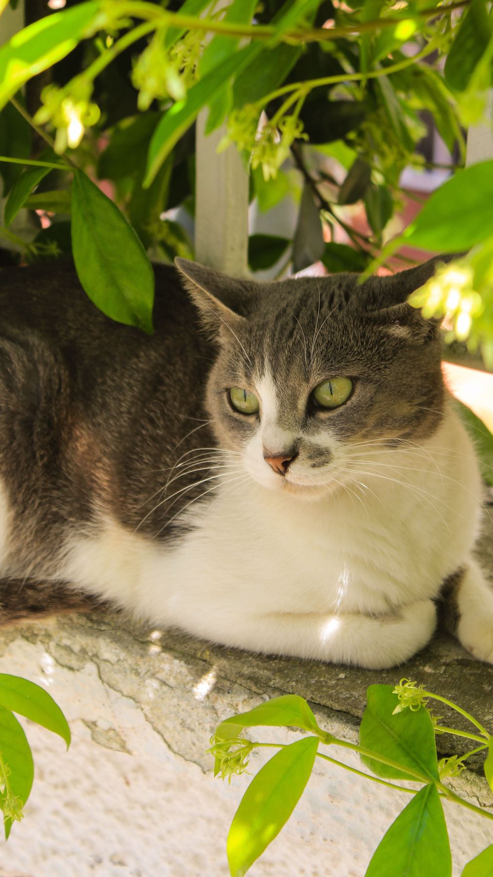 Katze